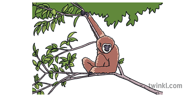 Gibbon Png Picture (olive, gray)