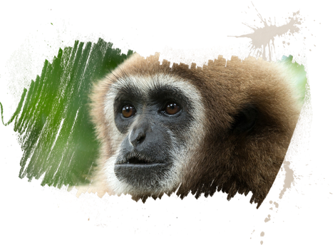 Gibbon Png (black, silver)