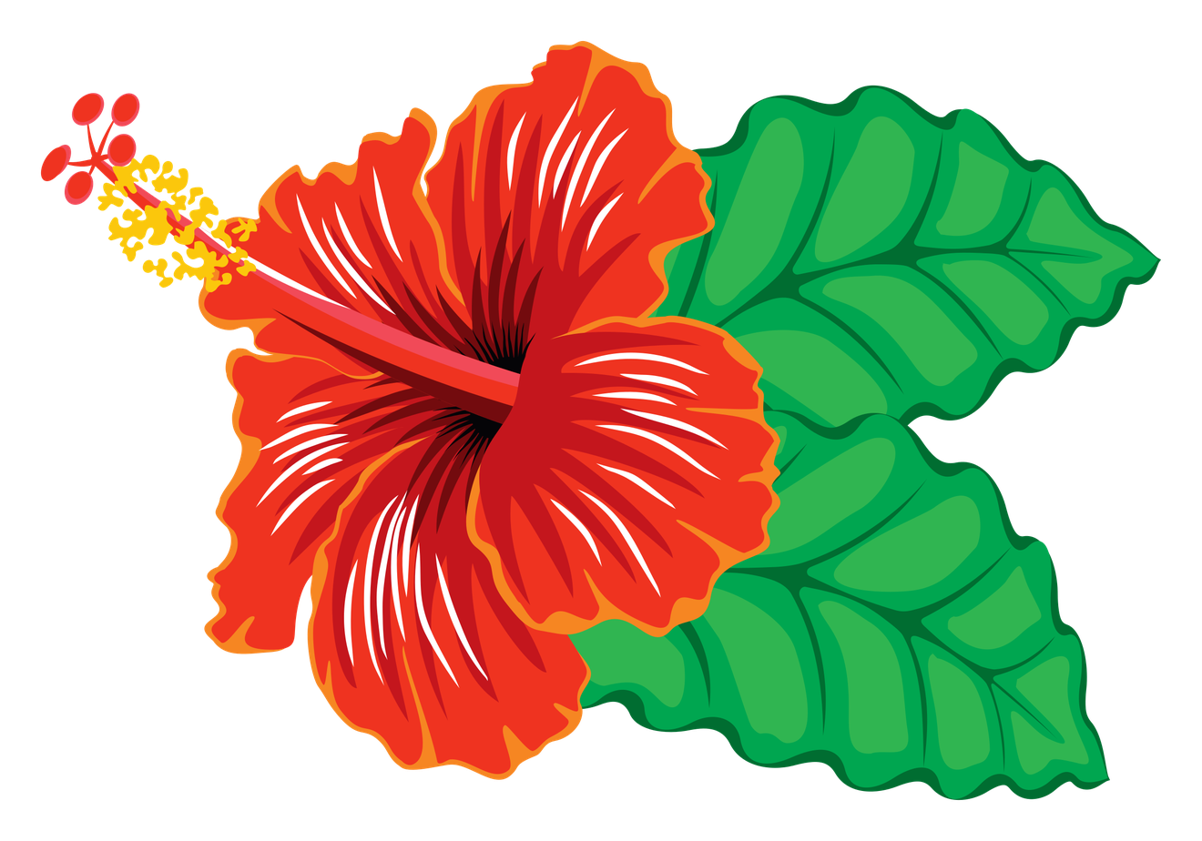 Hibiscus Png Clipart (teal, black, red, chocolate)