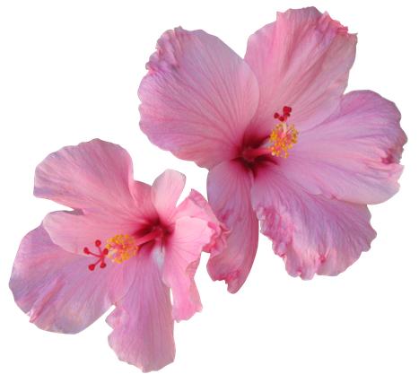 Hibiscus Png Free Download (black, plum)