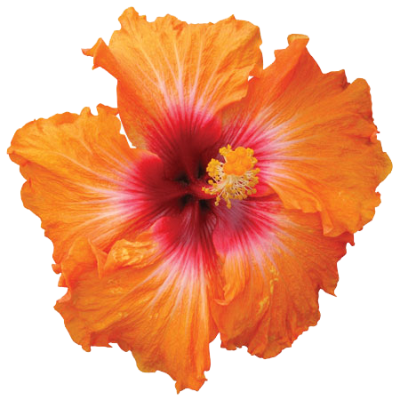 Hibiscus Png Hd (chocolate, white)