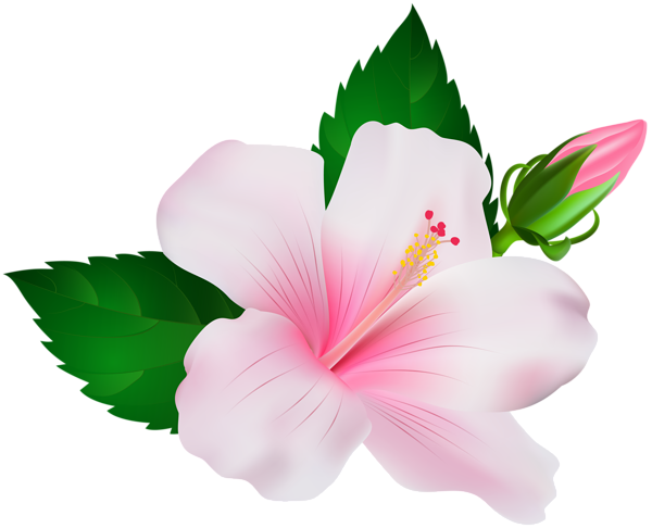 Hibiscus Png Image (black, lavender)