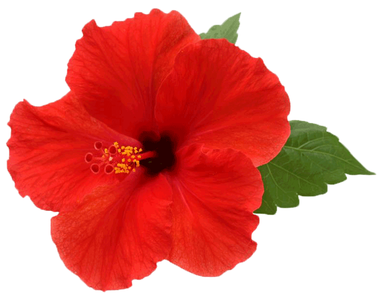 Hibiscus Png Picture (black, maroon, red, white)