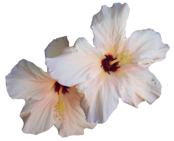 Hibiscus Png Transparent Image (black, silver)