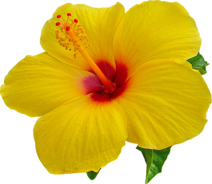 Hibiscus Transparent Background (black, orange)