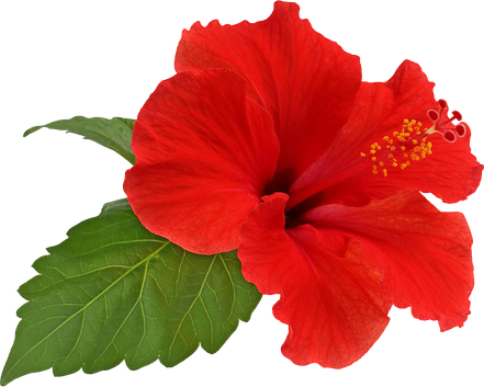 Hibiscus Transparent Png (black, maroon, red, olive)