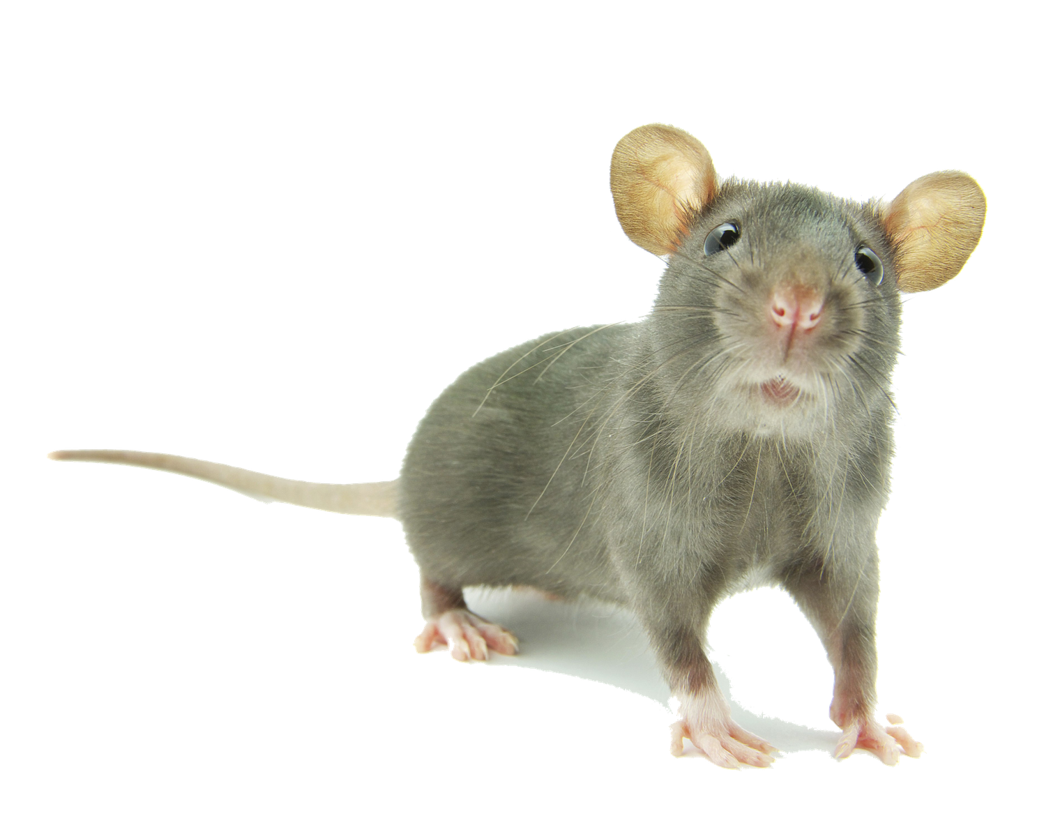 Mice Png (gray, black)