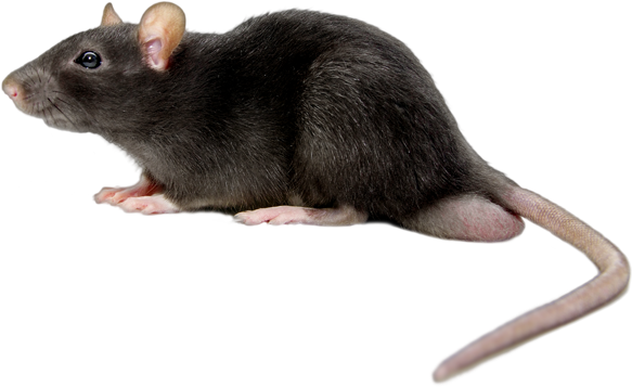 Mice Png File (black)