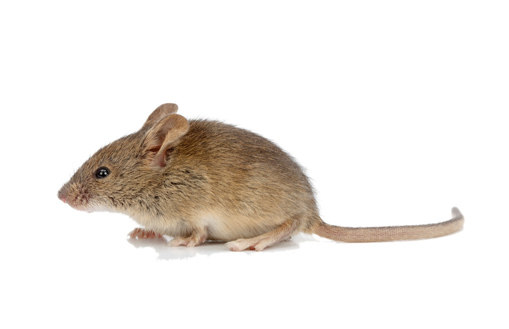 Mice Png Free Download (lavender, black)