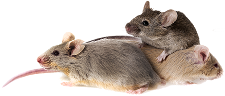 Mice Png Hd Isolated (beige, lavender, white)