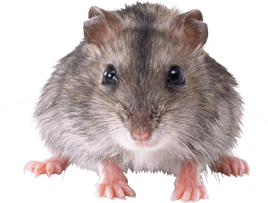 Mice Png Image (black)