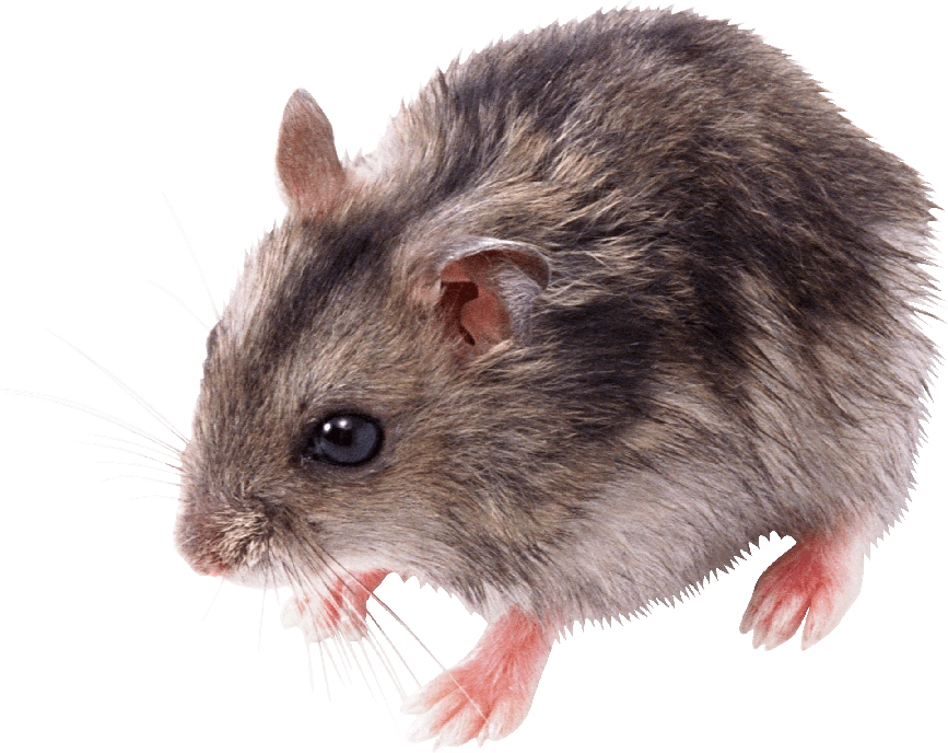 Mice Png Photos (black)