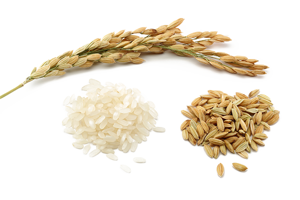 Rice Png Pic (white)