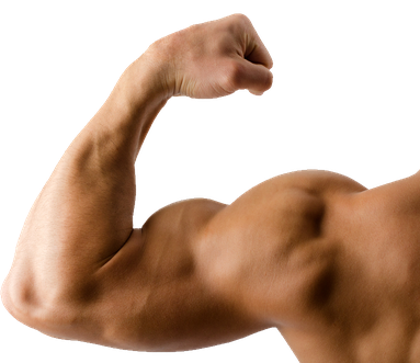 Biceps Muscle Png Clipart (beige, olive, salmon, maroon, black)