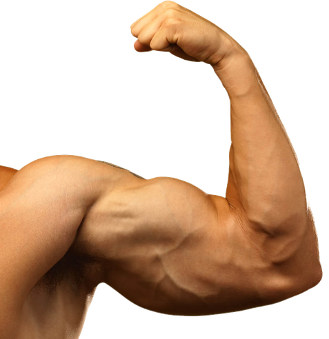 Biceps Muscle Png Hd (maroon, chocolate, black)