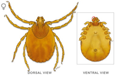 Tick Insect Png File (black)