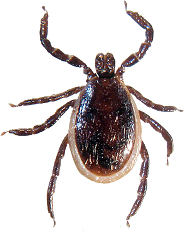 Tick Insect Png Hd Isolated (black)