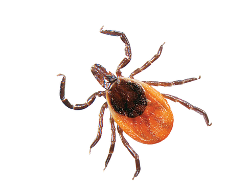 Tick Insect Png Hd (black, white)