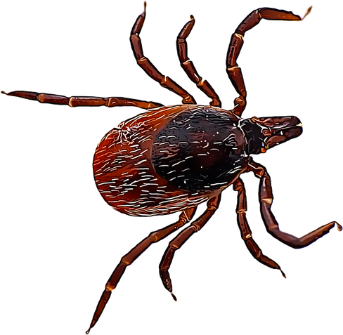 Tick Insect Png Image (black)