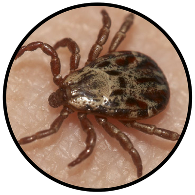 Tick Insect Png Isolated Hd (black)