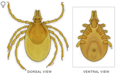 Tick Insect Png Isolated Transparent Hd Photo (black)