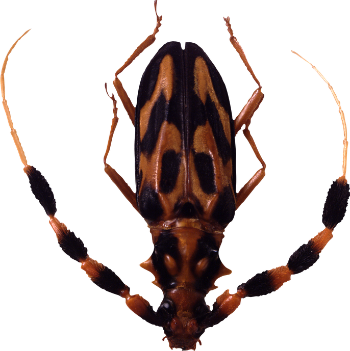 Tick Insect Png Isolated Transparent Image (black)