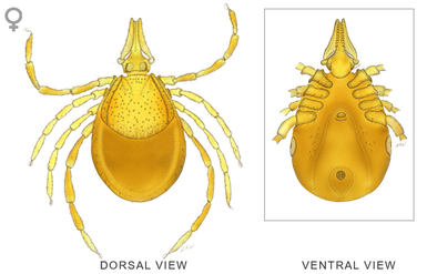 Tick Insect Png Isolated Transparent Picture (black)