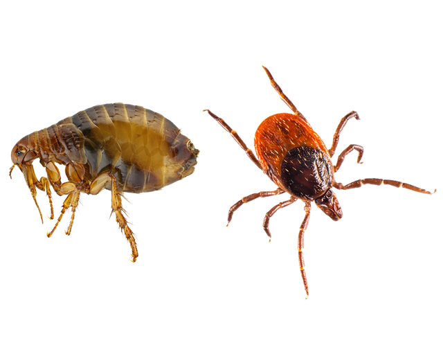 Tick Insect Png Photo (black)