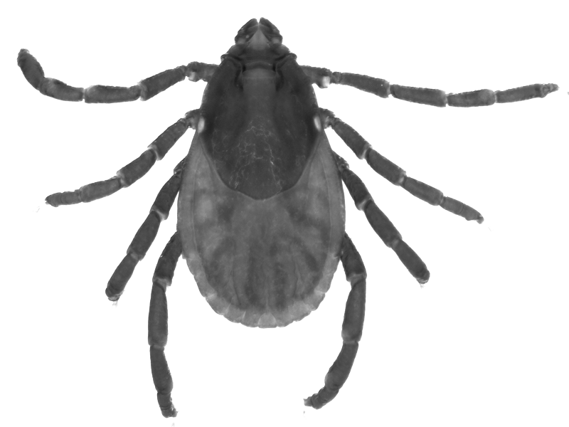 Tick Insect Png Picture (indigo, gray, white)