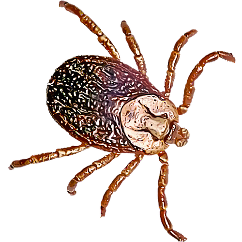 Tick Insect Png (black)