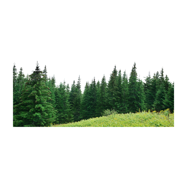 Picsart Forest Png Image (black)