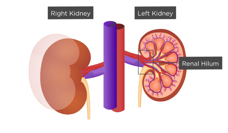 Kidney Png Hd Isolated (gray, chocolate)