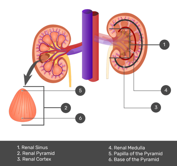 Kidney Png Image (gray, indigo)