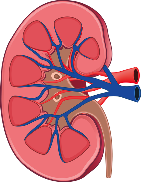 Kidney Png Picture (gray, teal, black, salmon)