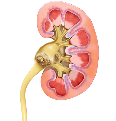 Kidney Png (white, silver, black, gray)