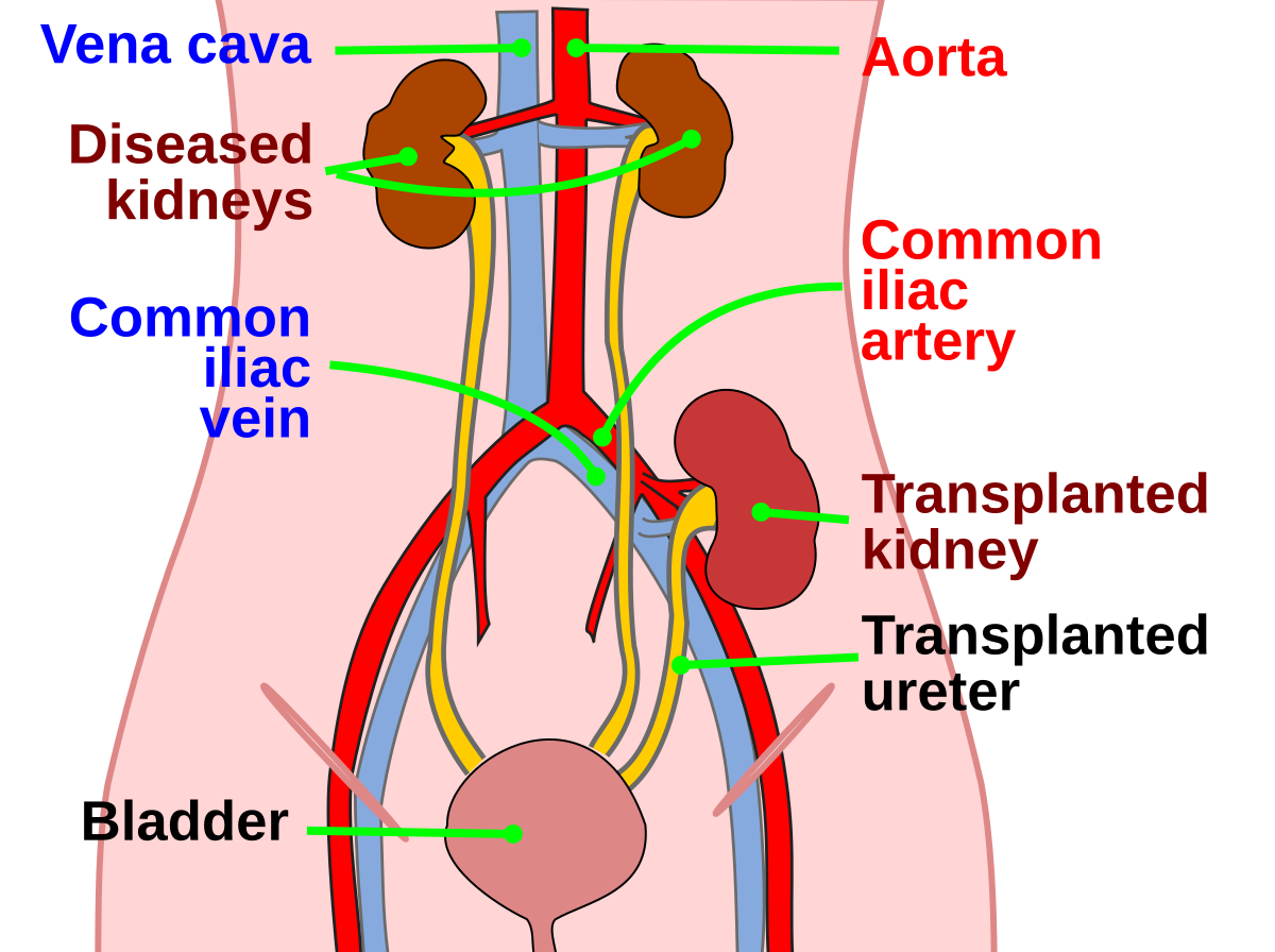 Kidney Transparent Png (pink, chocolate, beige, black, salmon)