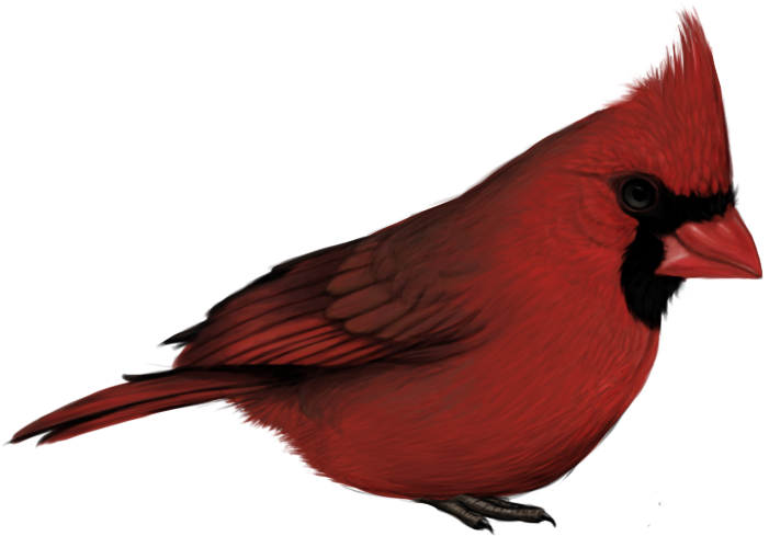 Pied Northern Cardinal Png Clipart (black, maroon)