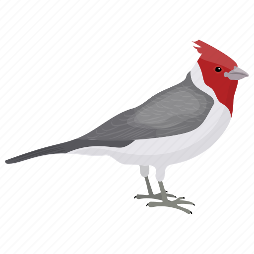 Pied Northern Cardinal Png Image (black)