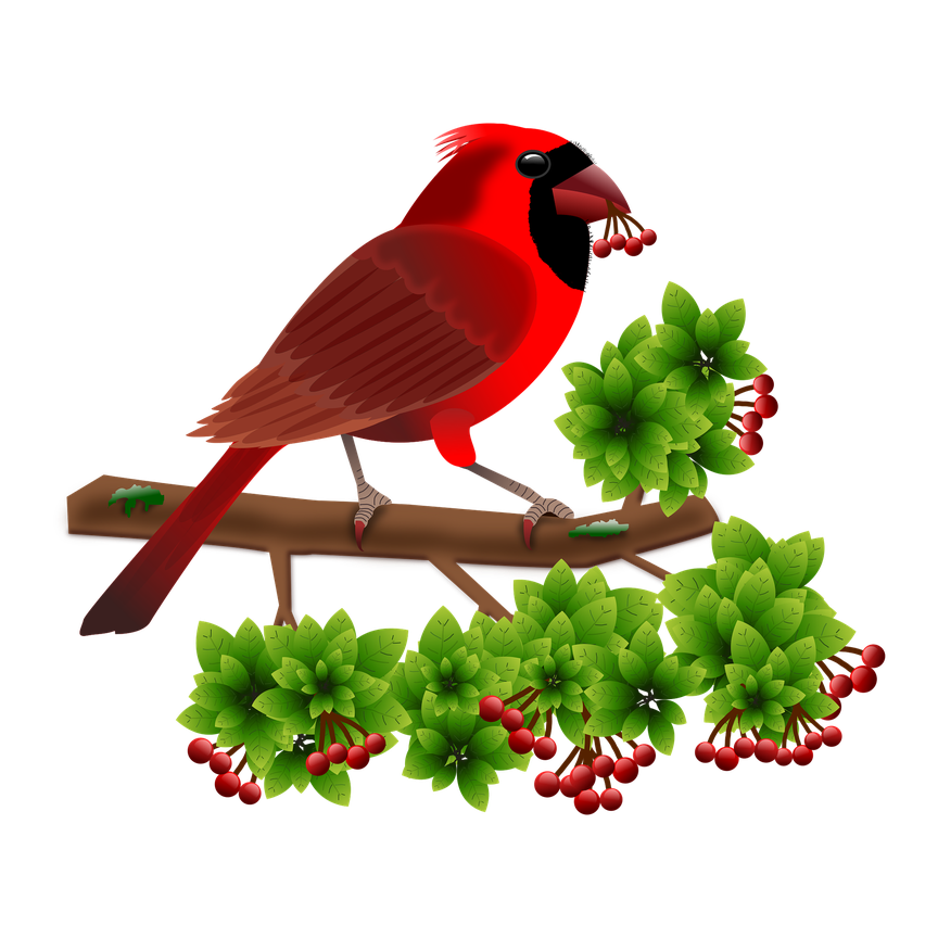 Pied Northern Cardinal Png Isolated Hd (red, black, maroon)