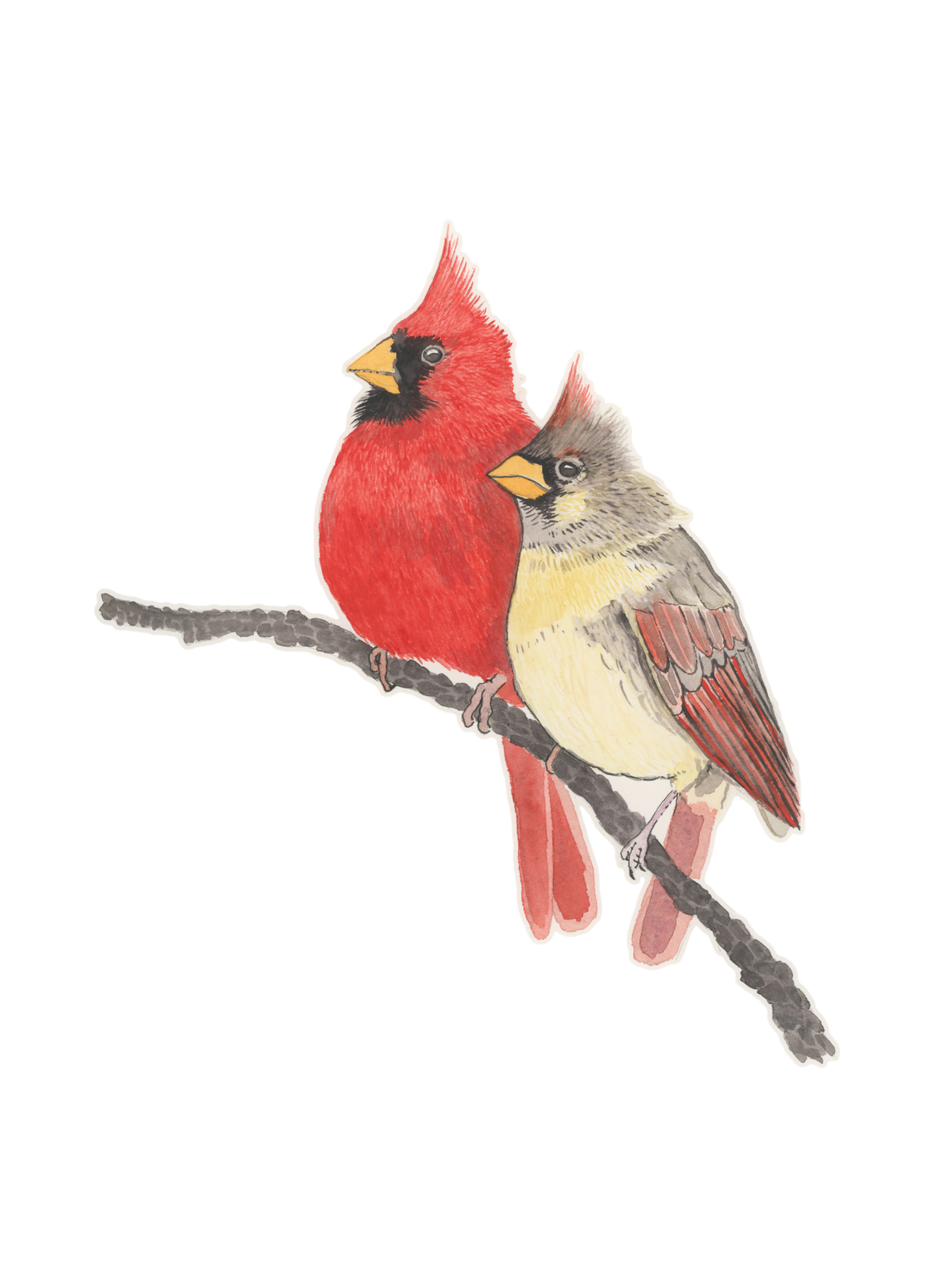 Pied Northern Cardinal Png Isolated Pic (black, beige, chocolate)