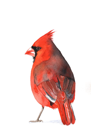 Pied Northern Cardinal Png Photos (black, white)