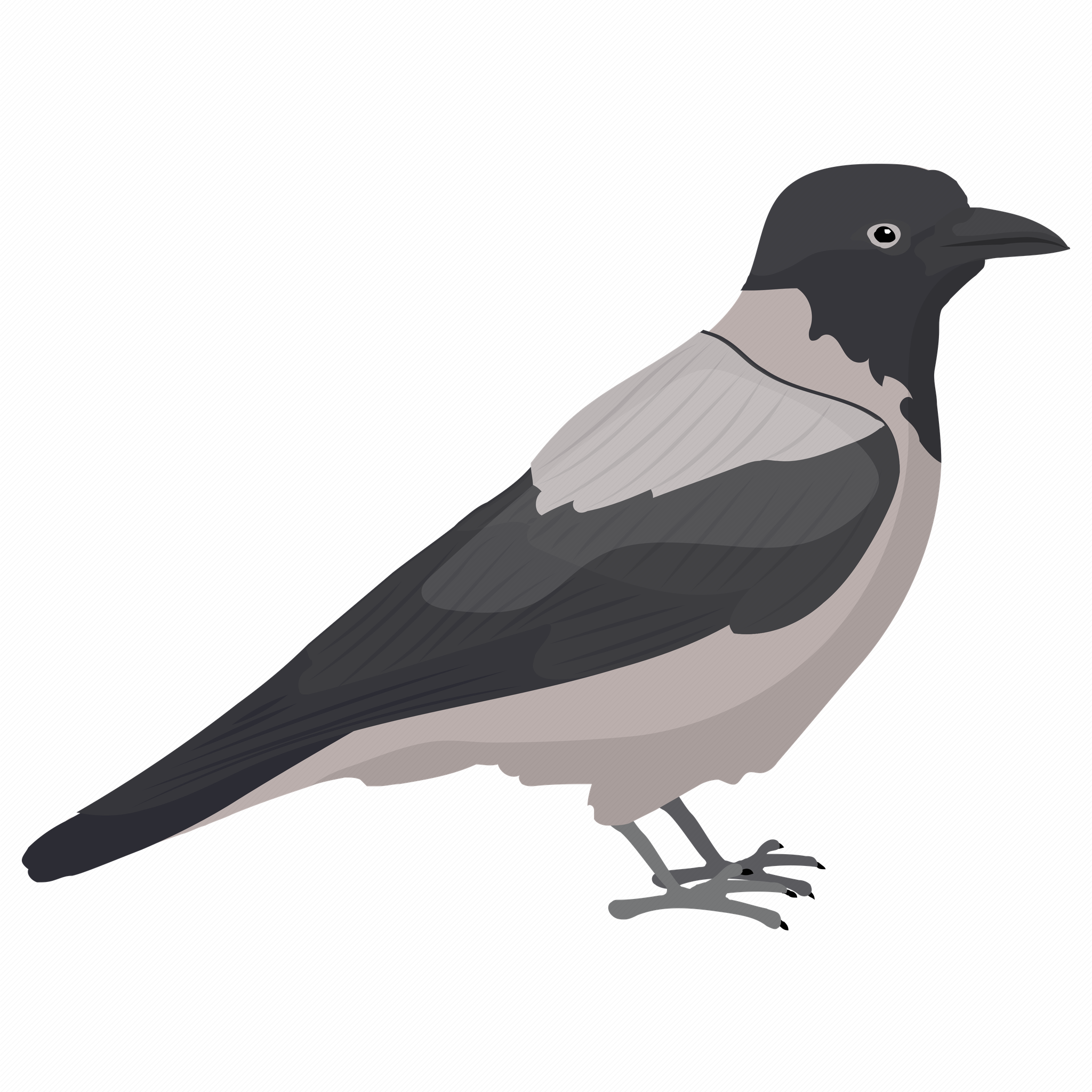 Pied Northern Cardinal Png Pic (black, silver, indigo, gray)