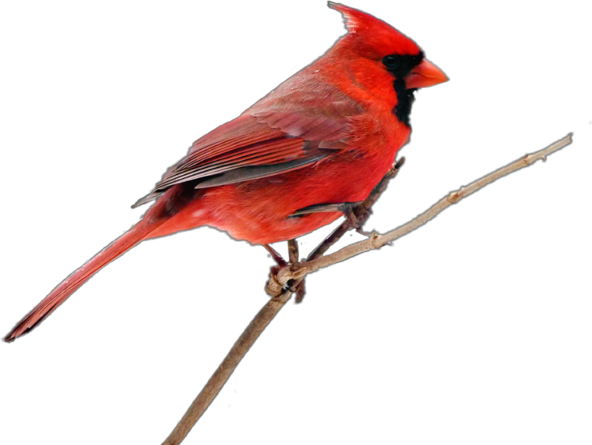 Pied Northern Cardinal Png Picture (black)