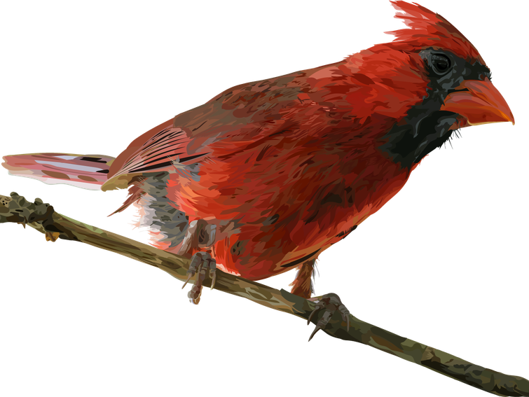 Pied Northern Cardinal Png (black, maroon)