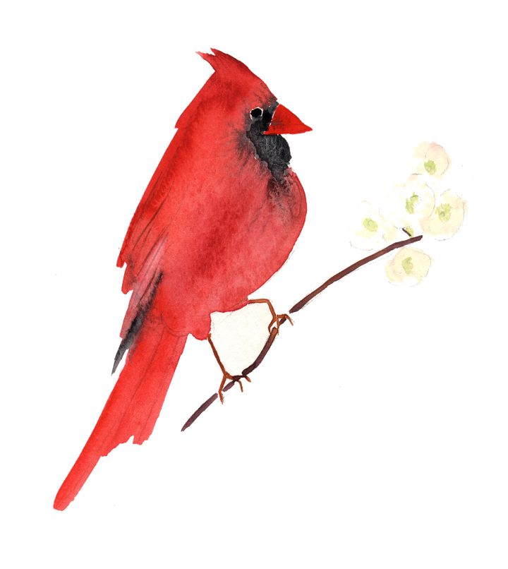 Pied Northern Cardinal Transparent Png (black, white)