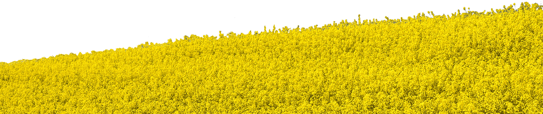 Field Png Free Image (gold, orange, white)