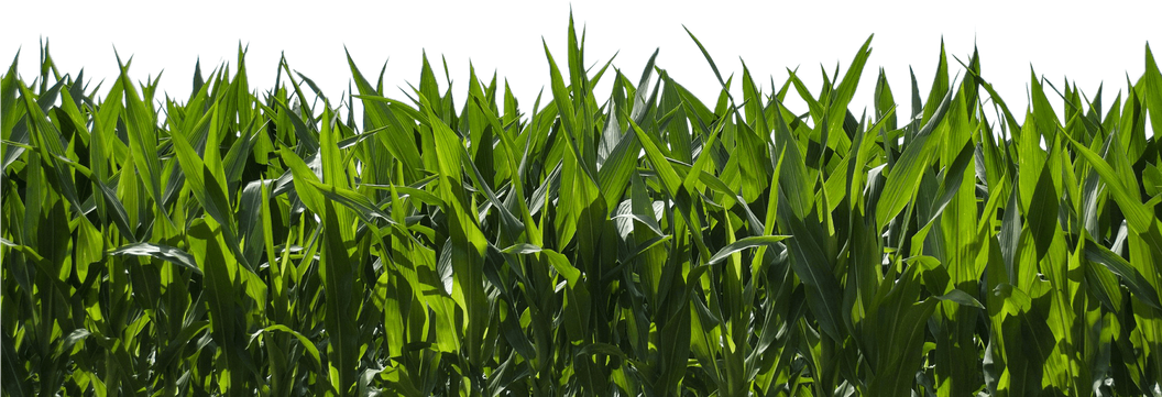 Field Png Image (black)