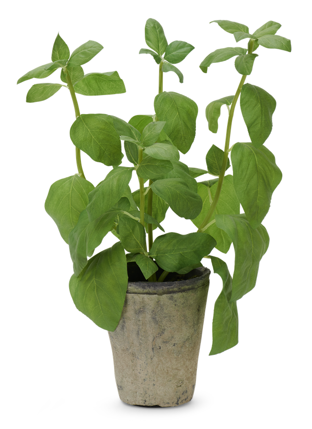 Big Basil Leaf Pot Png (black)