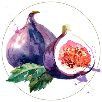 Fig Watercolor Transparent Png (black, white)