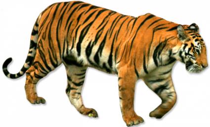 Tiger Png Background Image (black)